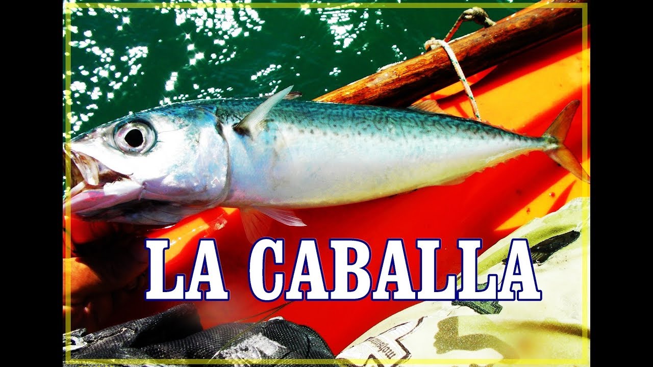 APASIONANTE PESCA DE LA CABALLA