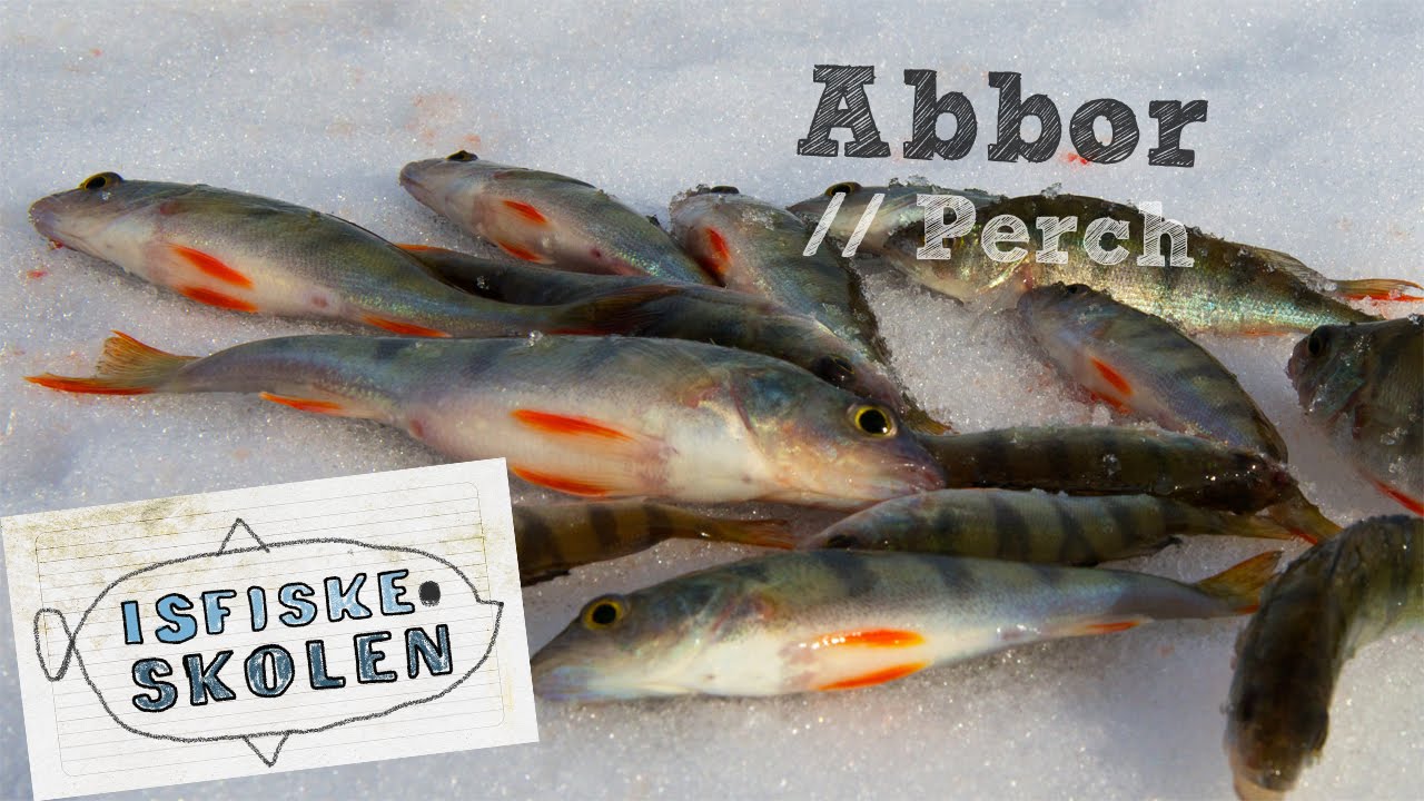 Fiske abbor på isen 1 // How to icefish perch 1 - Isfiskeskolen Ep3