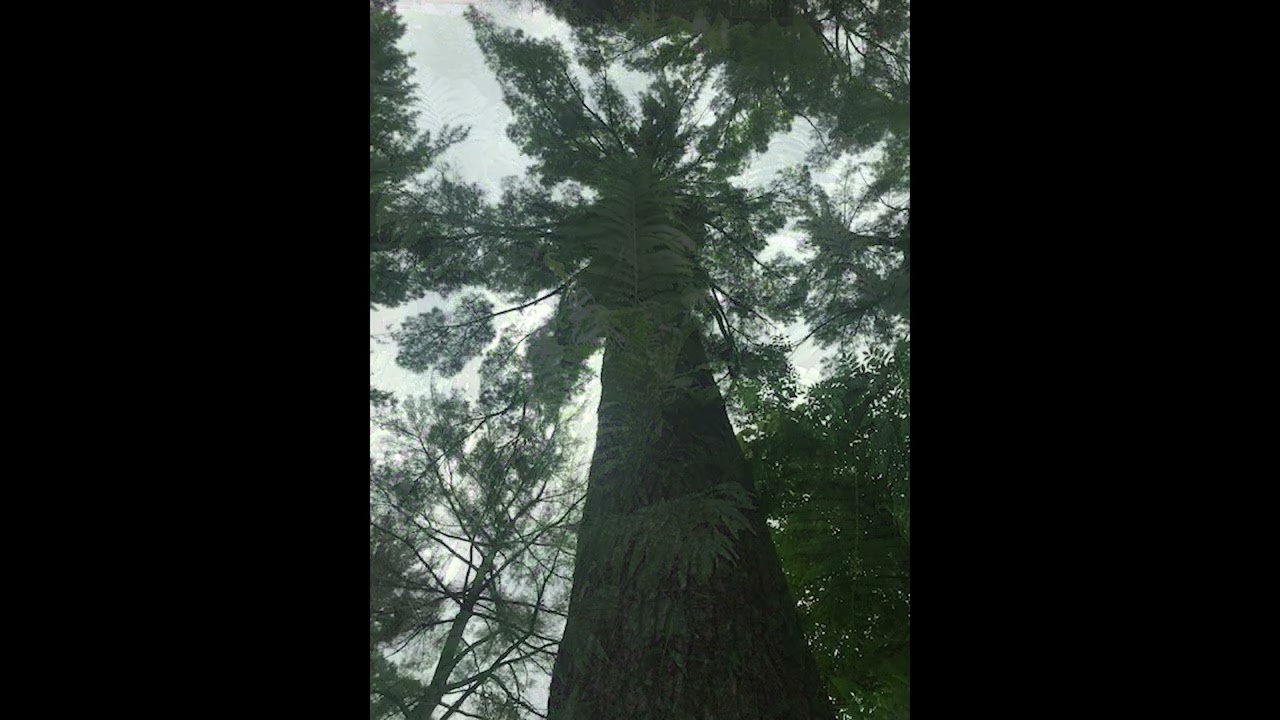 The Secret Forest by Douglas Wood from the Deep Woods, Deep Waters album