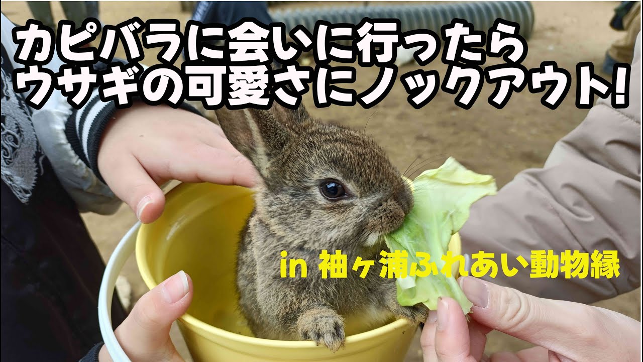 カピバラに会いに行ったら大量のウサギの可愛さにノックアウト! in 袖ヶ浦ふれあい動物縁