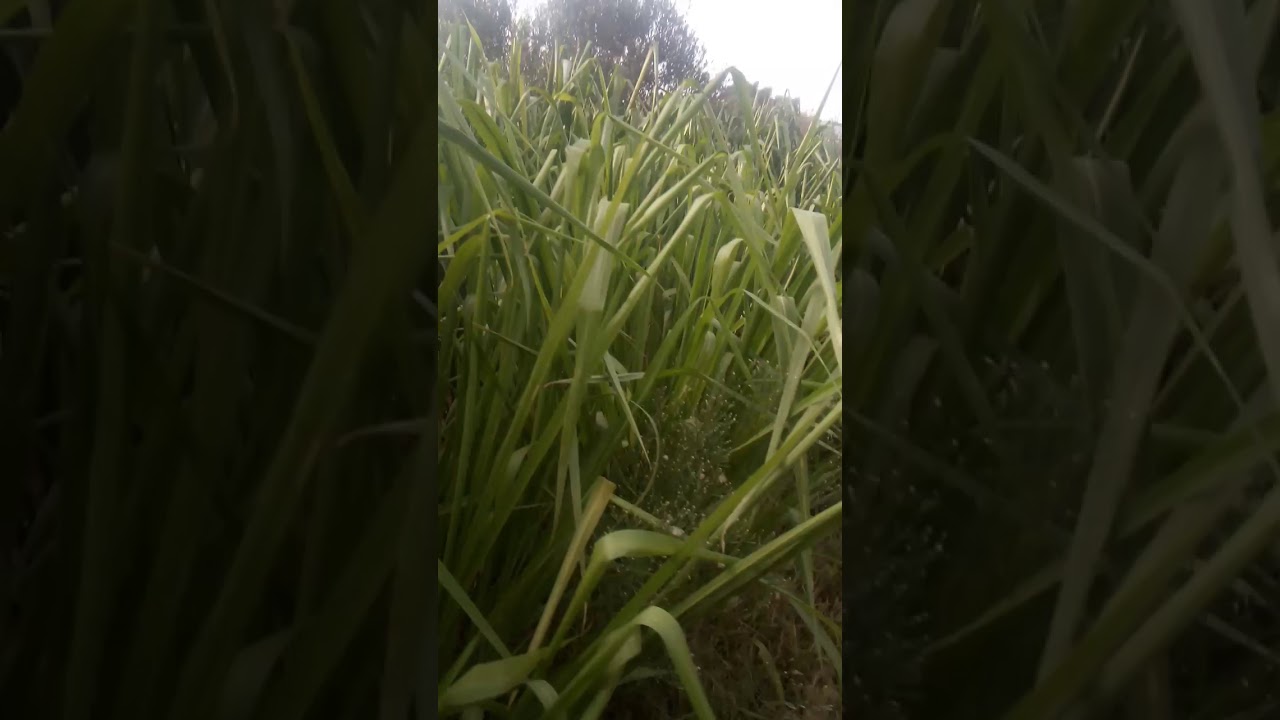 نجاح زراعة البونيكام في الجزائر