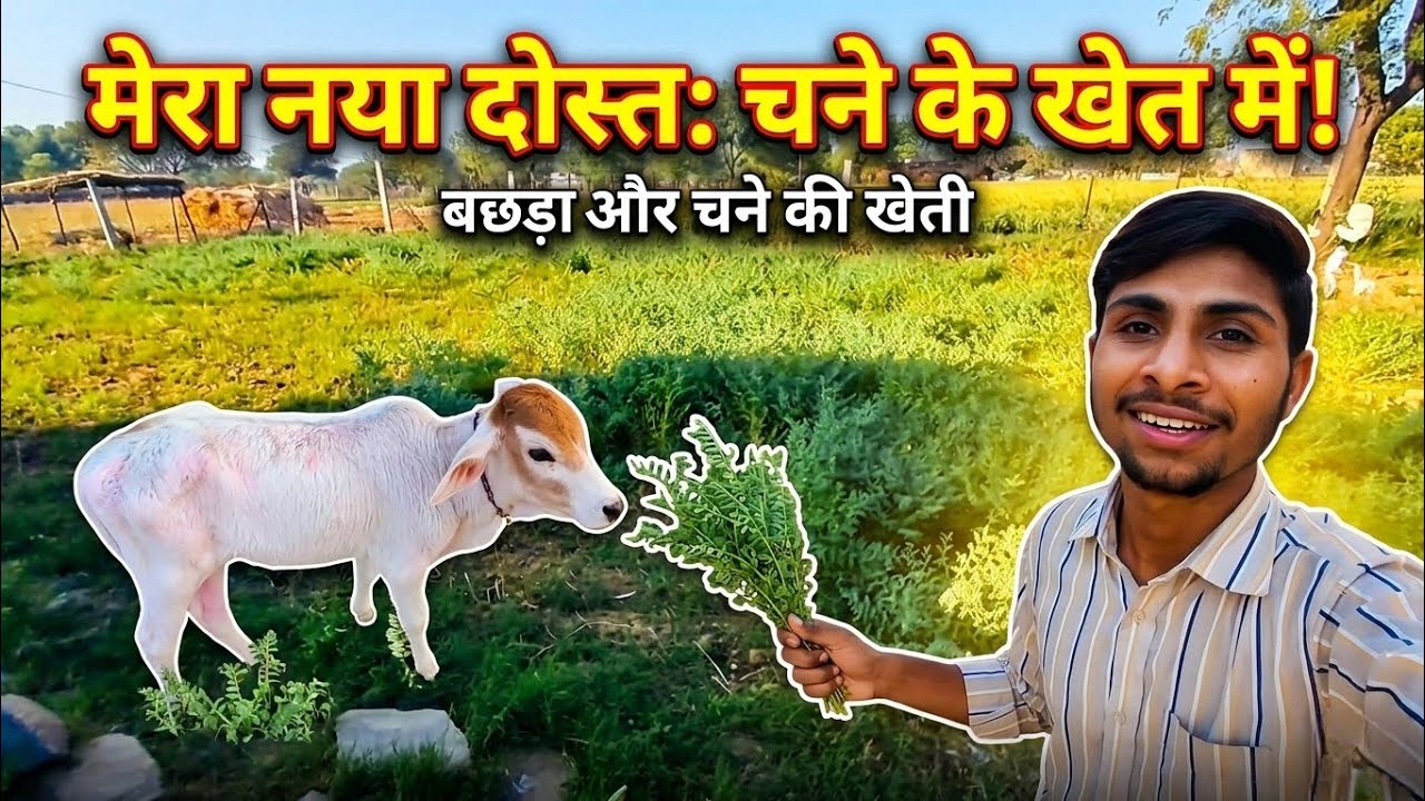 मेरा नया दोस्त: चने के खेत में मस्ती || #7 Desi Life 