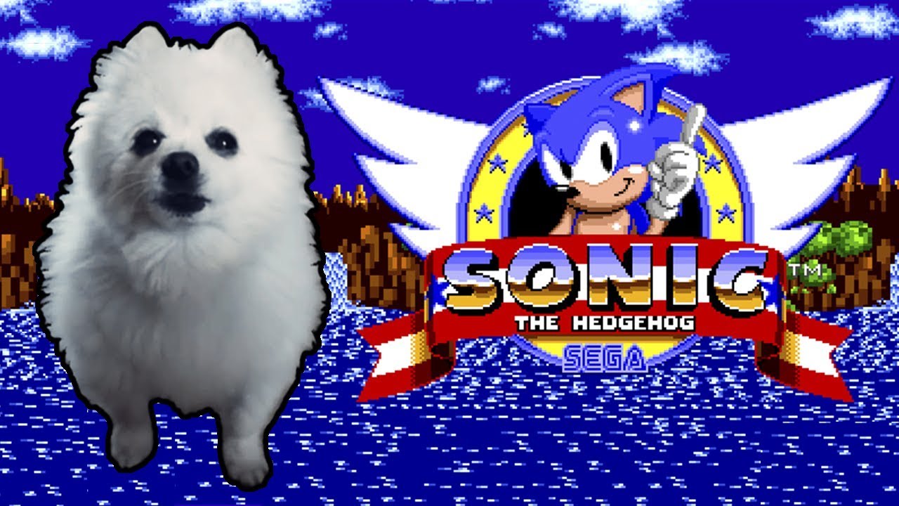 SONIC - 'GREEN HILL ZONE' em CACHORRÊS
