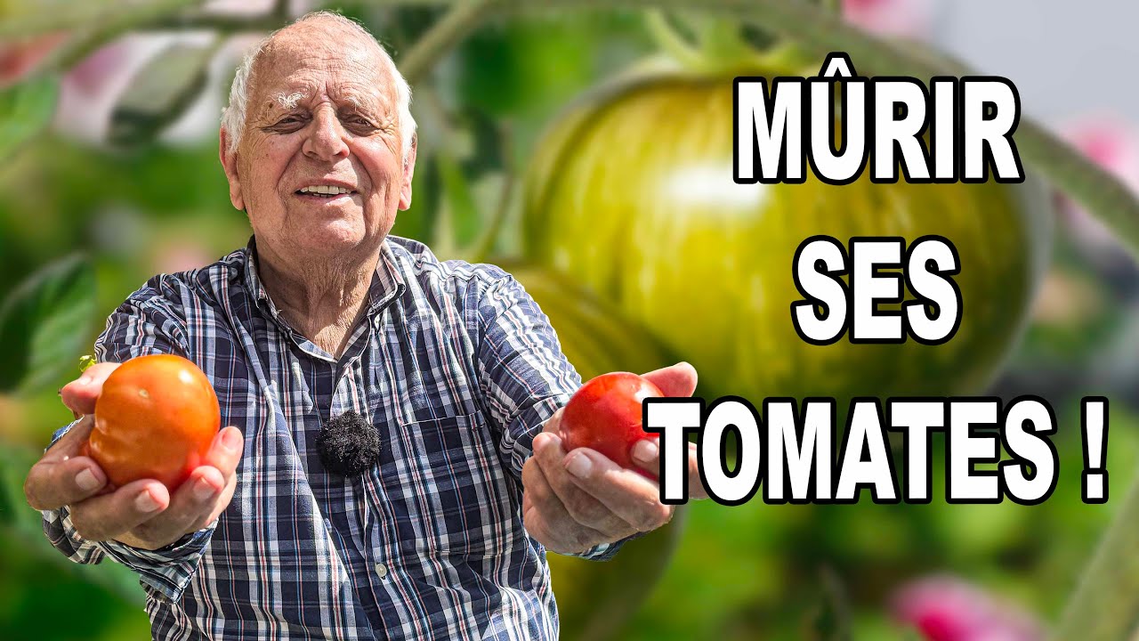 Pourquoi vos tomates restent vertes malgré le soleil ? ☀️🍅