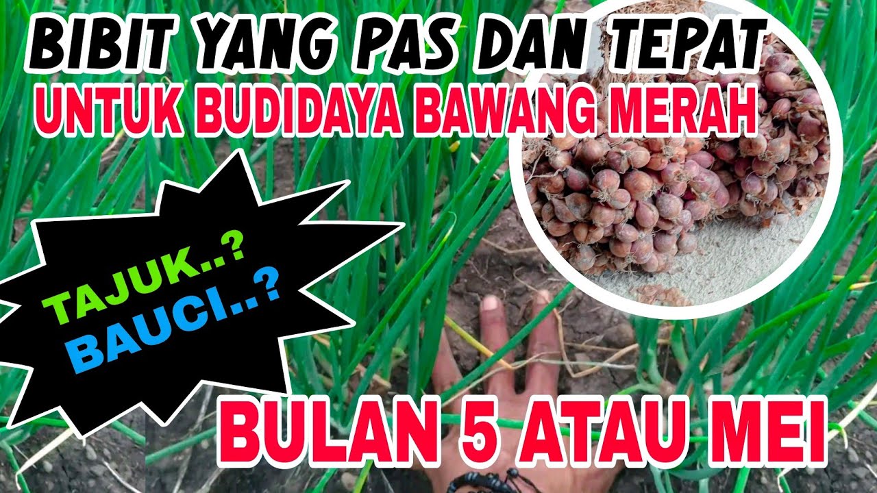 SUDAH TERBUKTI⁉️ANTI GAGAL PANEN⁉️BIBIT UNTUK BULAN 5 ATAU MEI