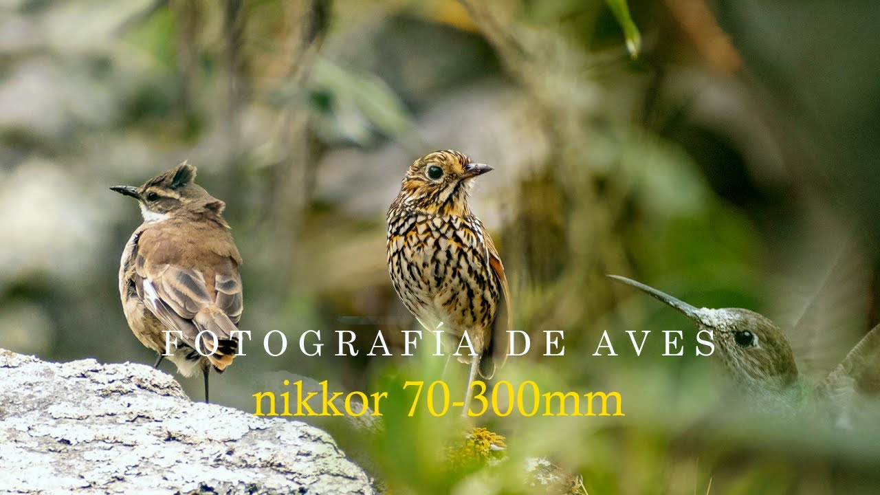 Nikon D5300 + nikkor 70-300mm VR Fotos impresionantes de aves.