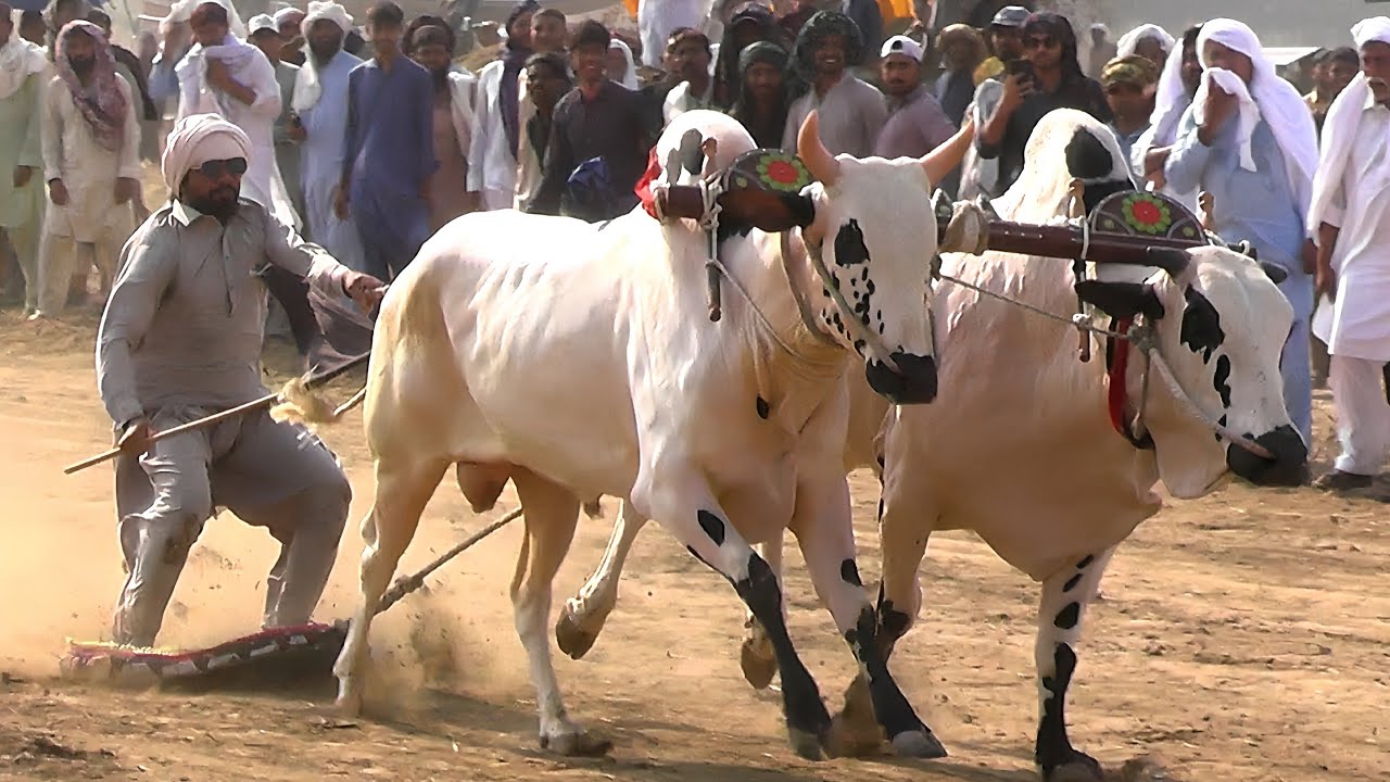 Highlights | Bull Race In Pakistan  | QazeJee | Fatehjangi Bulls 2026