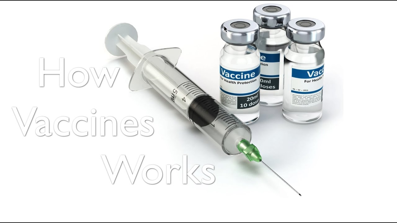 Vaccines & The Immune Response