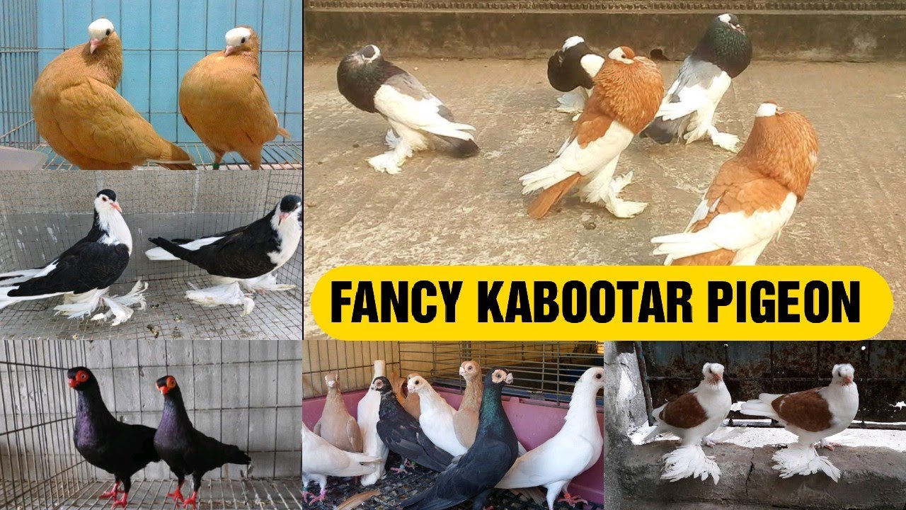 FANCY MAGPIE || POUTER KABOOTAR || PIGEON FANTAIL HUNGERIYAN M.9265125007