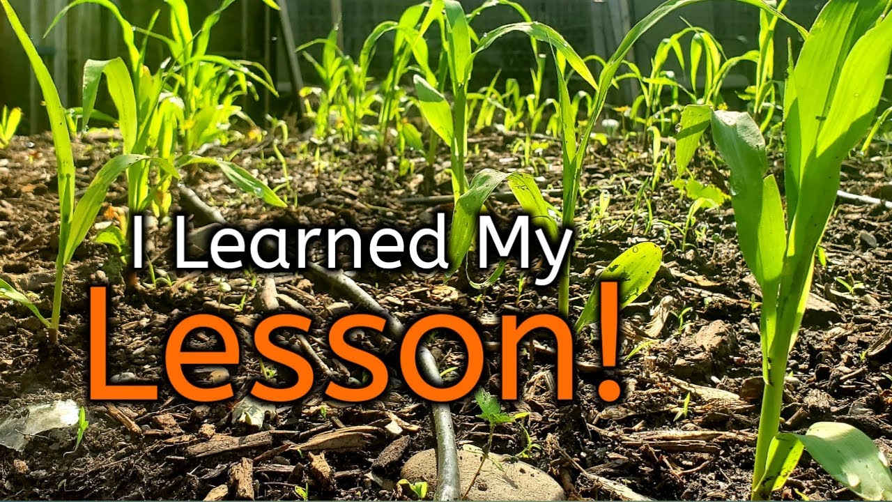 Planting Corn From Seed-Growing Corn In Your Backyard