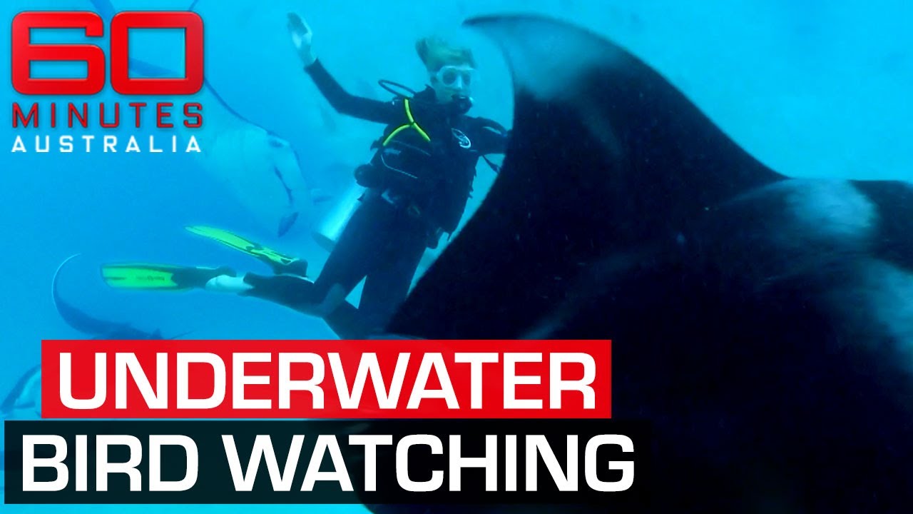 Magical new moon that brings out one of the world's most incredible animal experiences | 60 Minutes