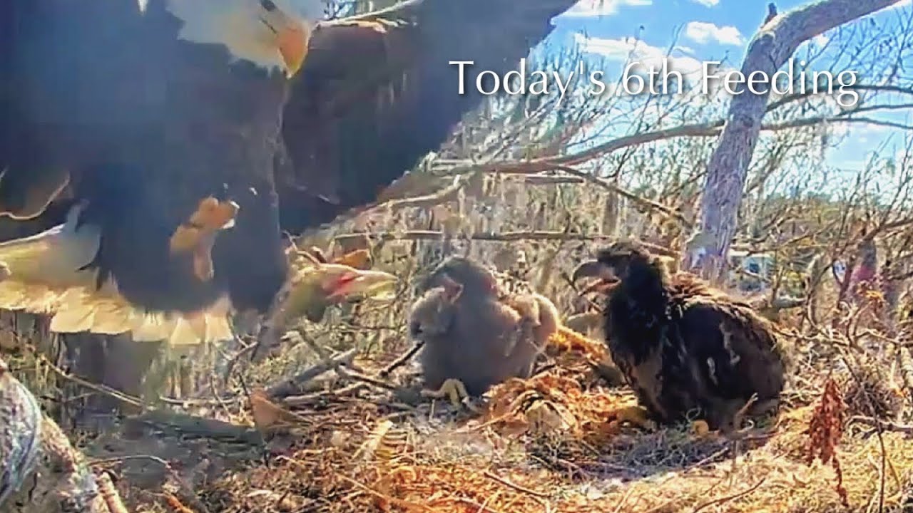 #298🦅🐥43°🐥38°／Winter Park Eagle Nest 2026／Against All Odds:One-Eyed Mom／Wink💗Atlas
