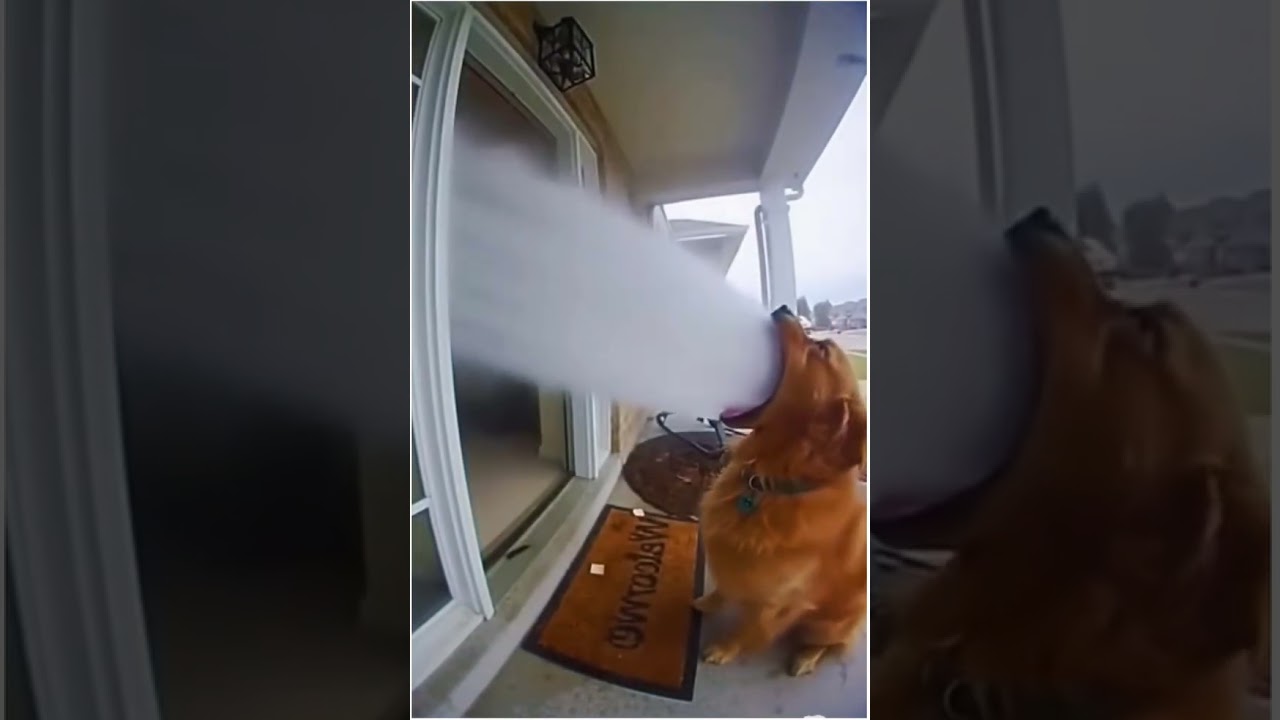 dog shoot water at old lady ai