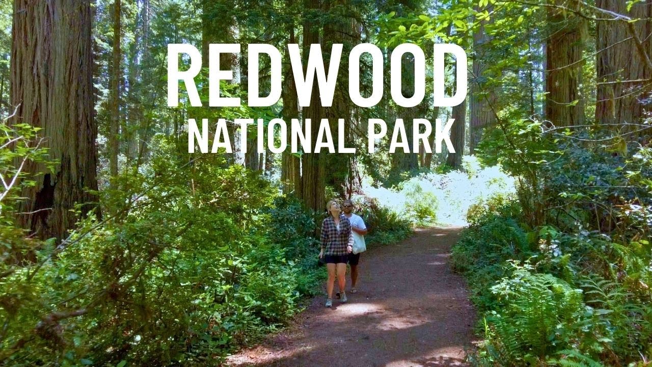 Lady Bird Johnson Grove Trail 🇺🇸 Hike Redwood National Park California 2023