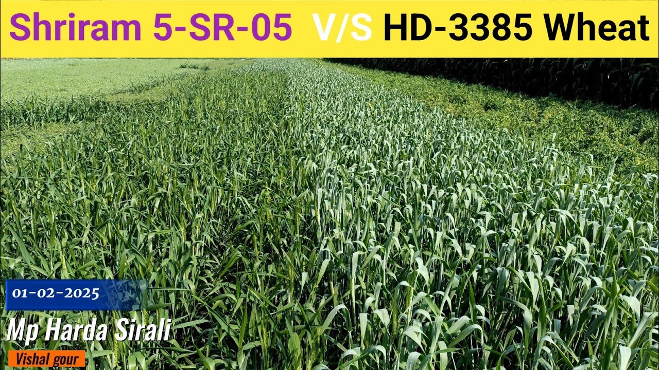 hd3385 wheat verayti | shree ram super 5-sr-05 wheat | sr505 wheat | HD-3385 wheat | hd3385 गेहूं
