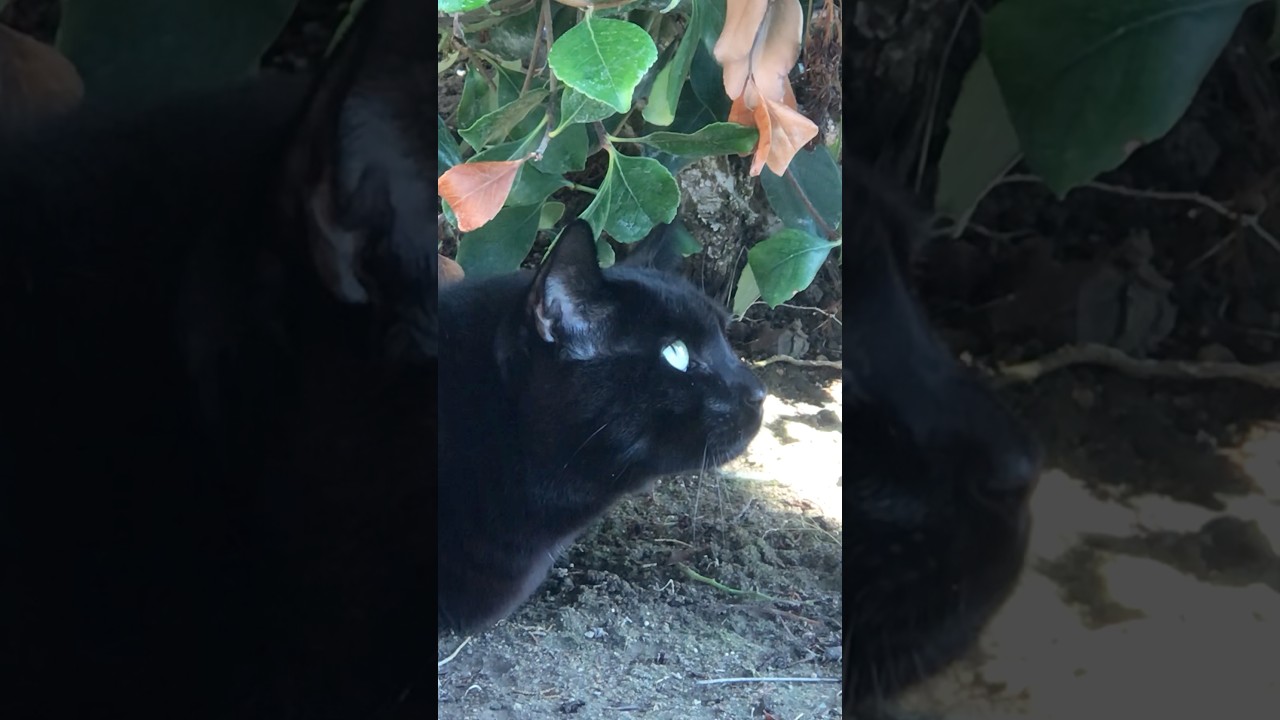 Mini Panther cat in his favorite spot #cat #munchkincat #blackcat #minipanther #catlovers #animecat