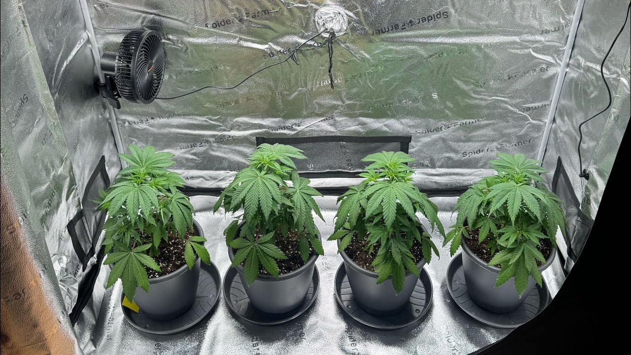 Frozen Cherry Runtz | Seed to Harvest | Tag 1 - 30