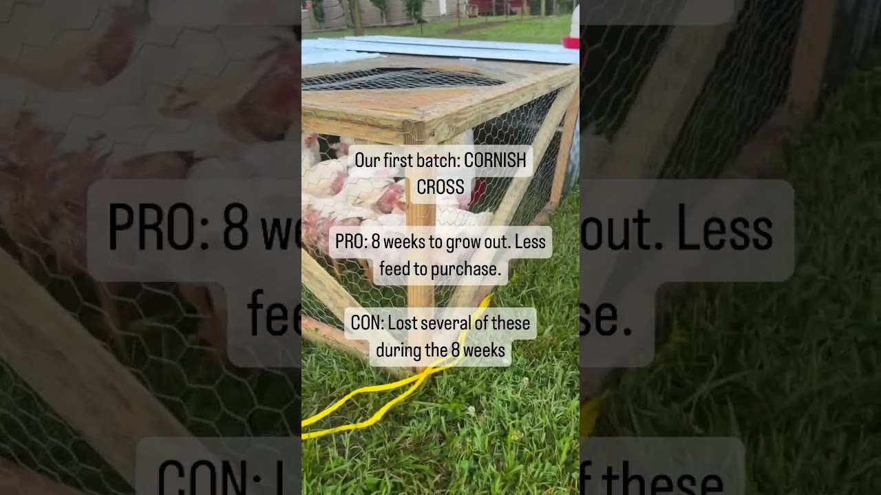 Comparing Cornish Cross & Big Red Broilers #meatbirds #chickens