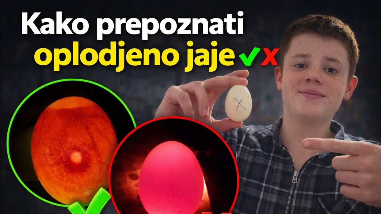 KAKO PREPOZNATI OPLODJENO JAJE 😱