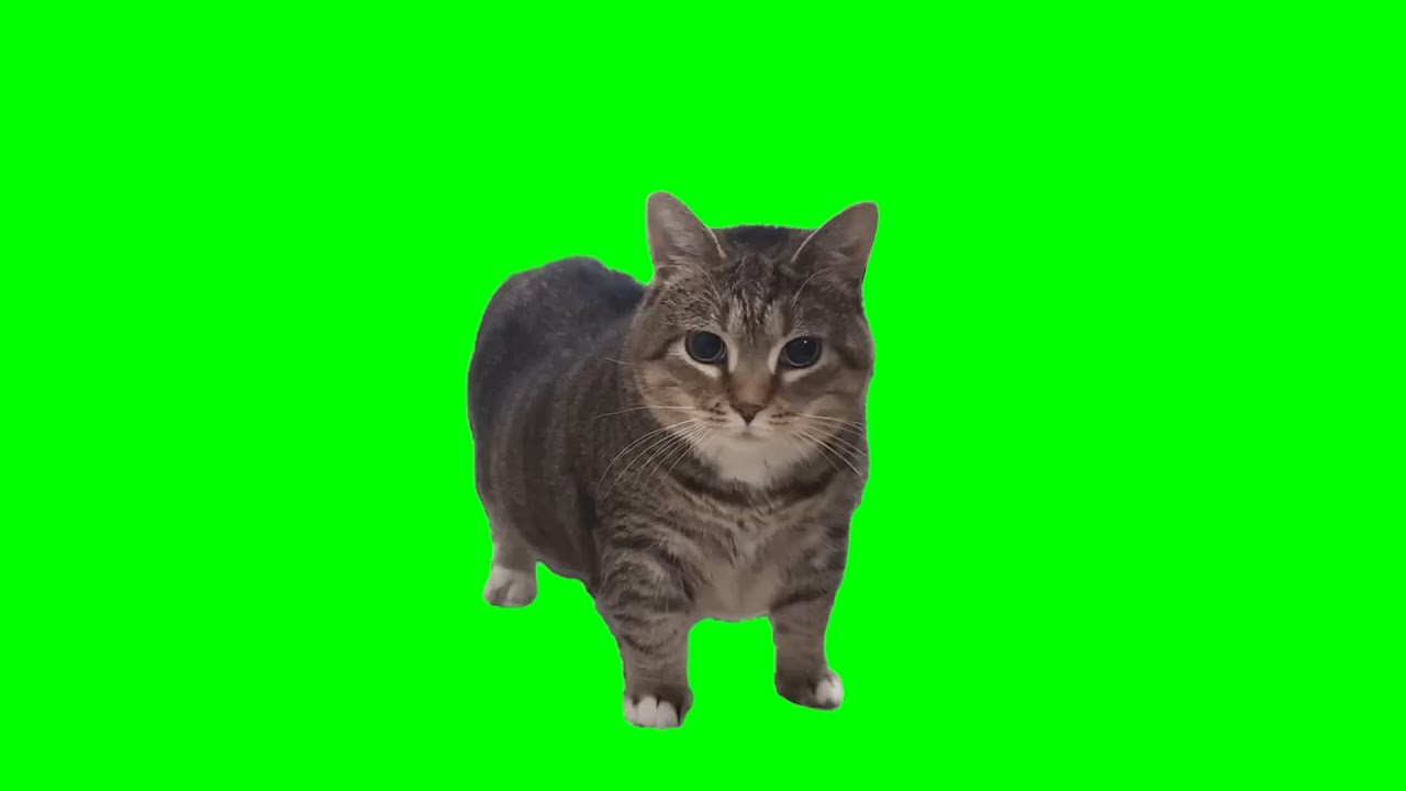 spinning cat (oiia oiia) | Official Visualizer