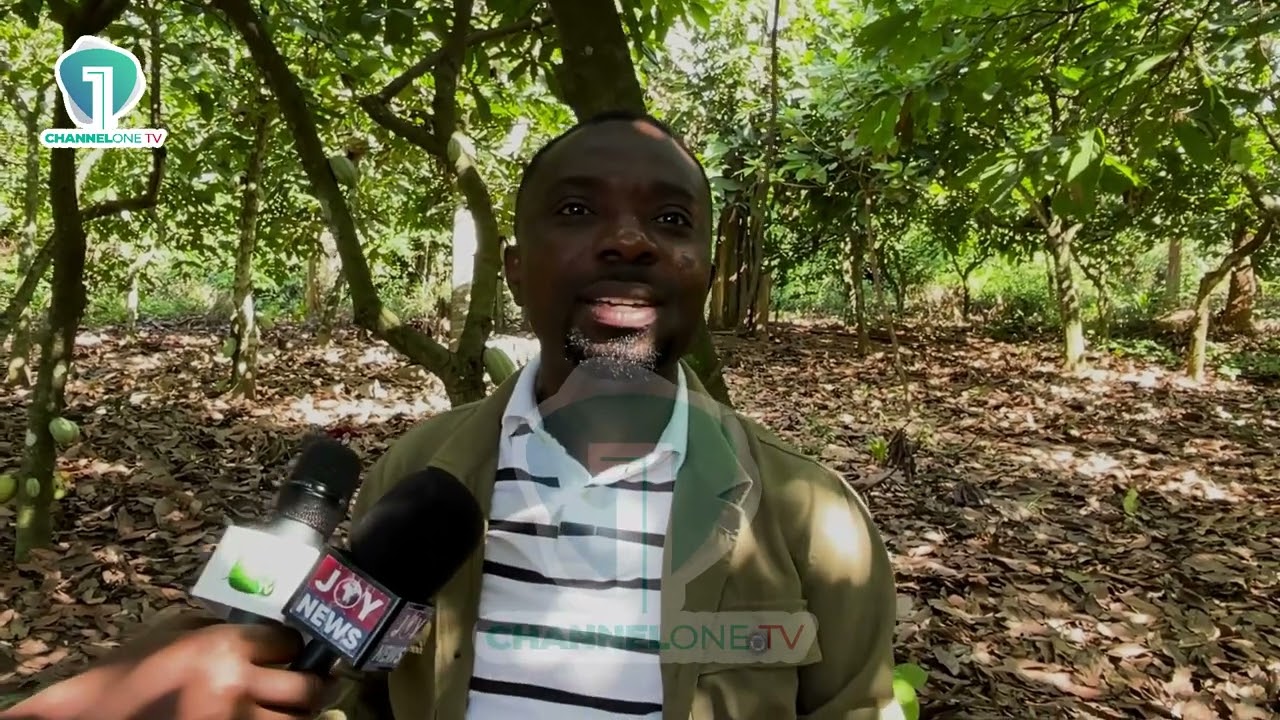 Dennis Miracles Aboagye Blames COCOBOD Inefficiency for Current Cocoa Challenges
