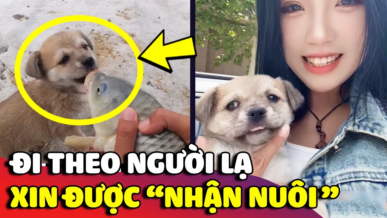 Cuộc gặp gỡ 'ĐỊNH MỆNH' giữa cô gái đi câu cá và chú chó con bị 'BỎ RƠI' 😅 | Gâu Đần