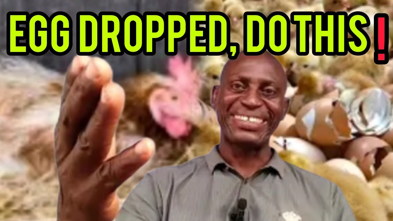 10 Major Causes of Egg Drop in Layers and Proven Solutions to Boost Production.