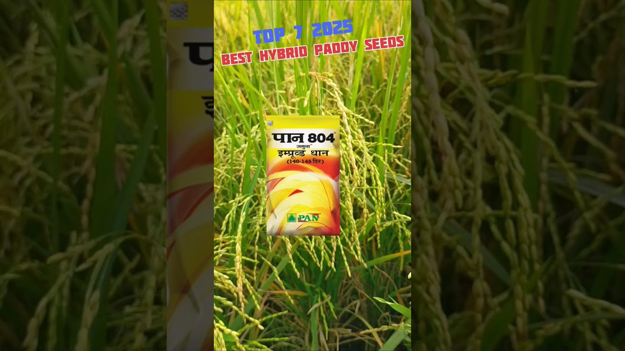 👌Best Hybrid Paddy Seeds 2025👌Top 7 Hybrid Paddy Seeds #farming #shorts #shortfeed #paddyseeds