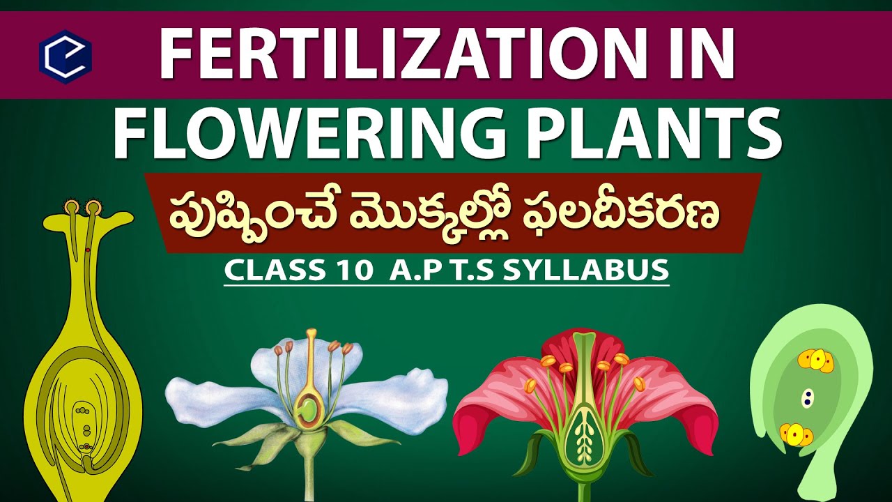 #FERTILIZATION IN FLOWERING PLANTs | class 10th biology | 10th Science in english | Eduscope