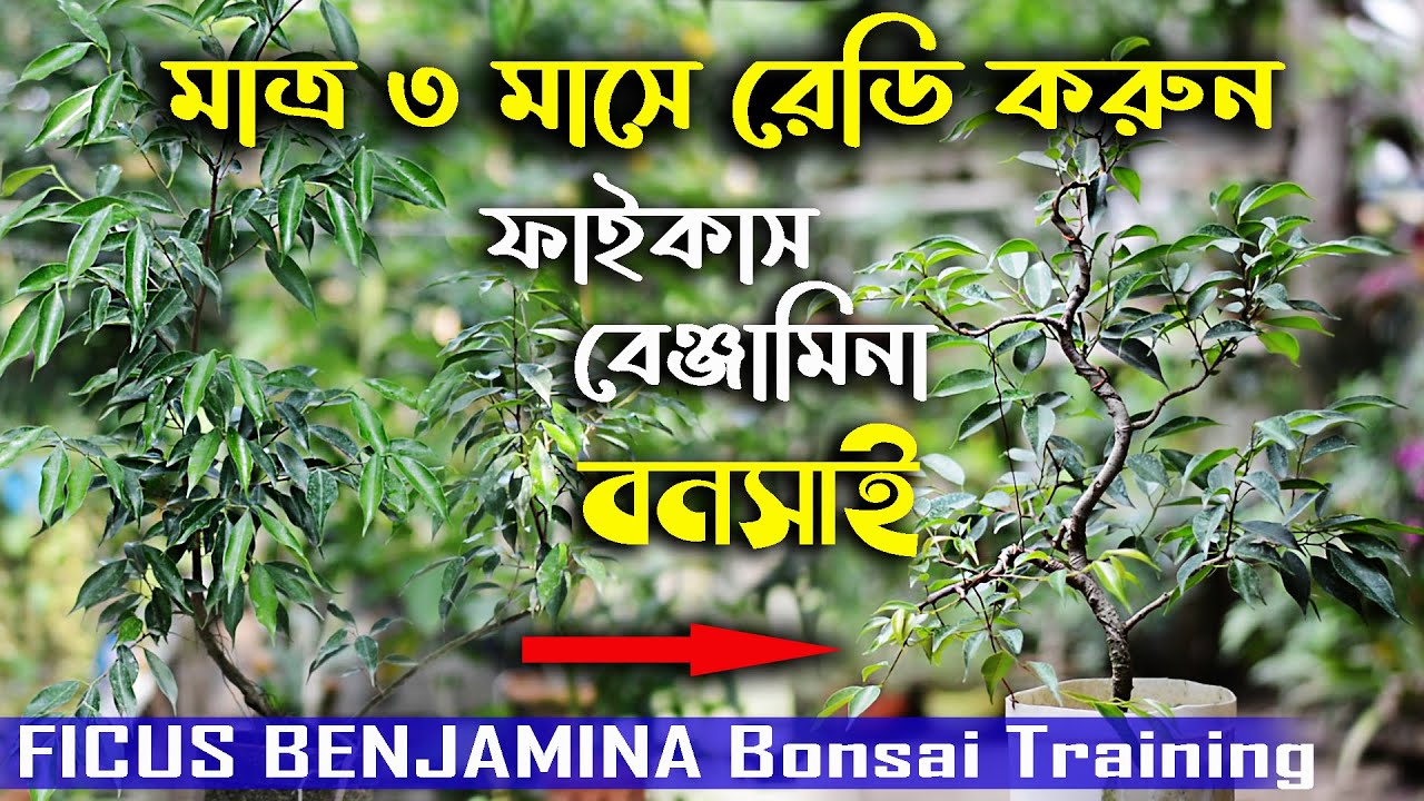 মাত্র তিন মাসেই রেডি করুন ফাইকাস বেঞ্জামিনা বনসাই ! How to make Ficus Benjamina Bonsai !