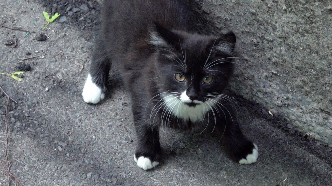 Five hungry kittens are still afraid of me
