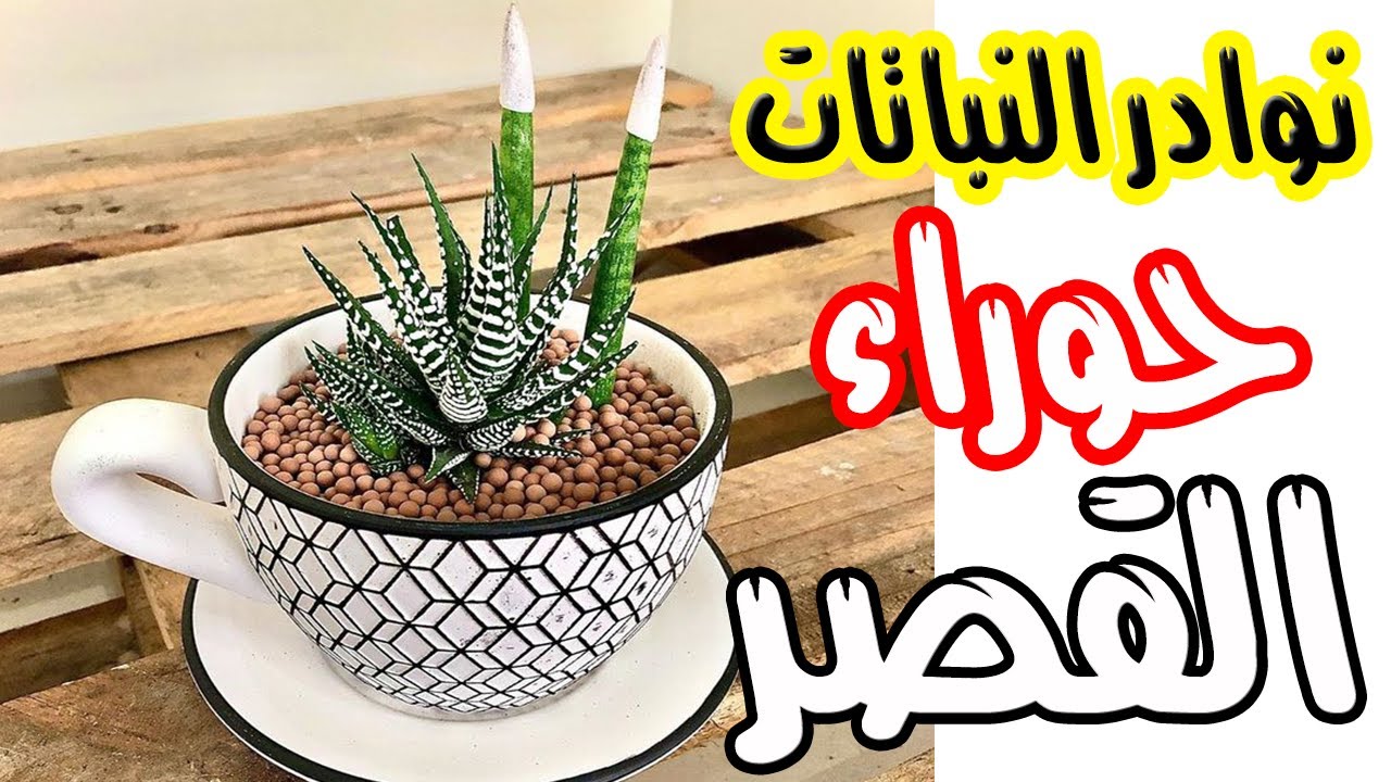 صبار الهاورثيا النبات الذى سحرني وسحر الجميع بجماله | كيف اعتنى بالنباتات بعد شرائها من المشتل