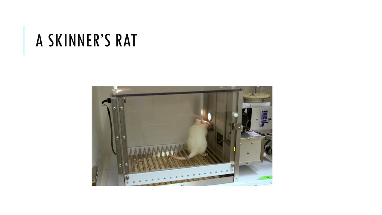 A Skinner's Rat