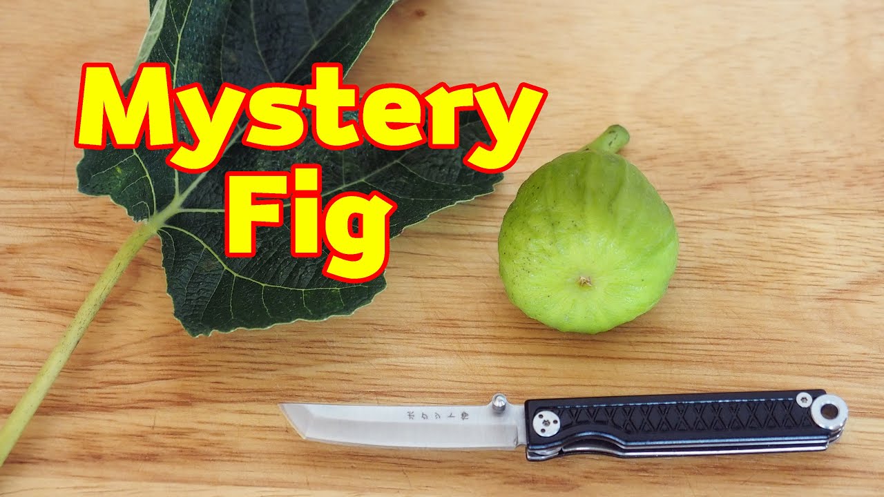 Mystery Fig Tasting - White Marseilles or Lattarula?