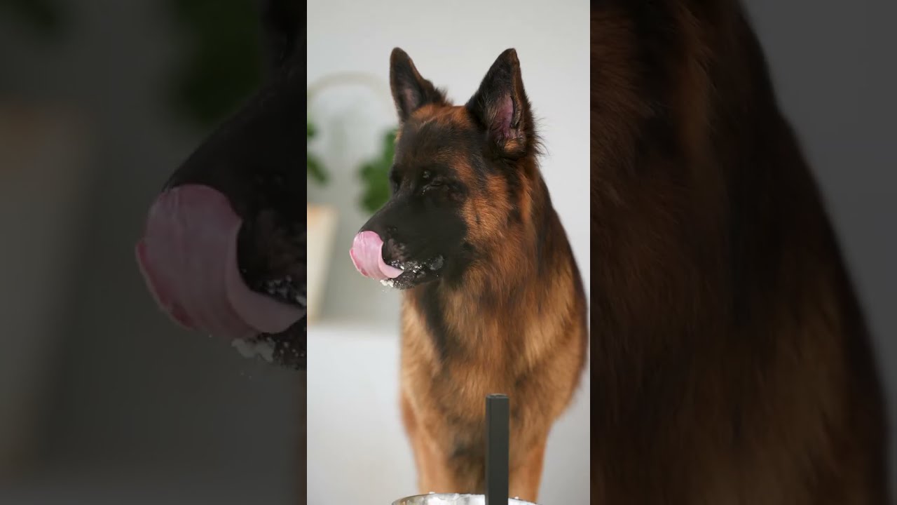 Healthy & Balanced Homemade Dog Meal Recipe | Carrots, Green Peas, Paneer & Curd Rice | Alpha GSD