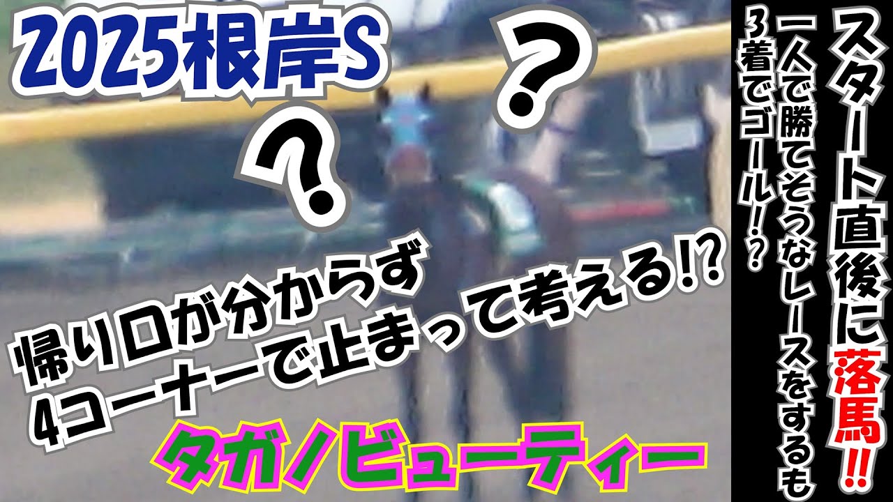 【根岸S2025】スタート直後にタガノビューティーの騎手が落馬‼ 一人で勝てそうなレースをするも3着!? 最後は帰り口が分からず止まって考える!? 現地映像 【放馬】【落馬】 コスタノヴァ