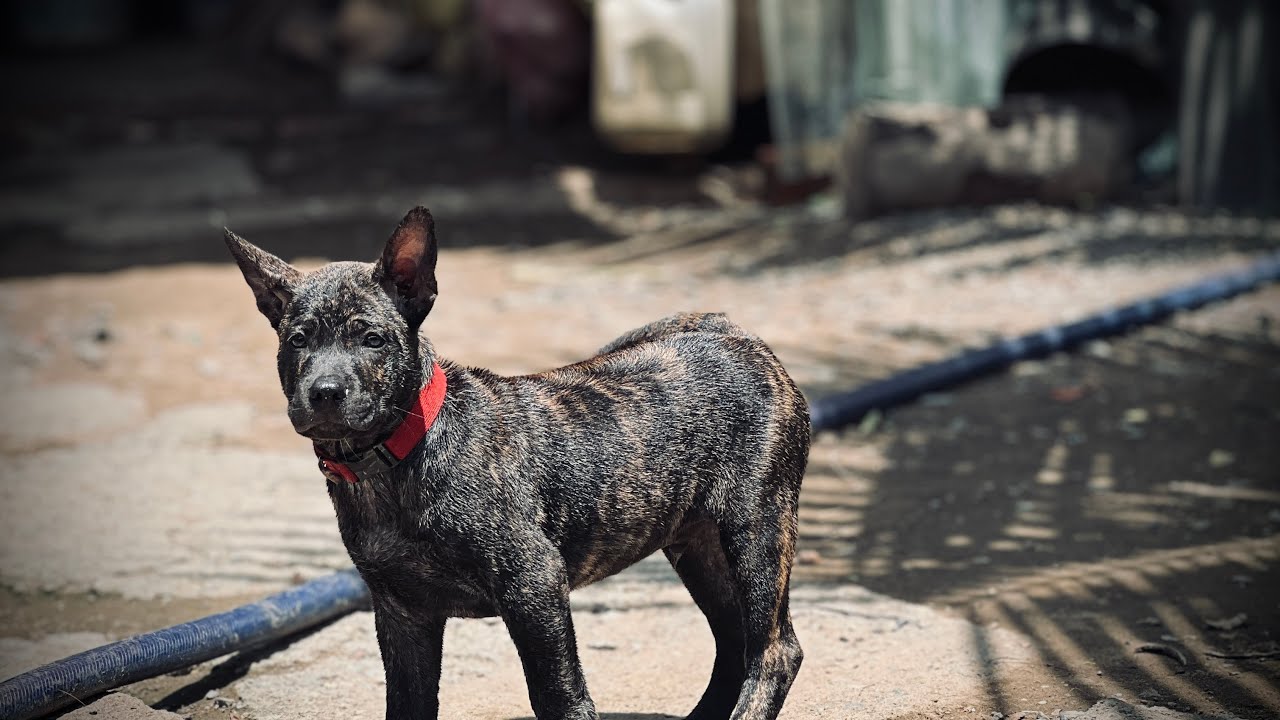 Chó Phú Quốc thích tắm