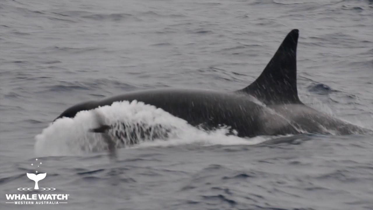 Bremer Bay Orca Hunt