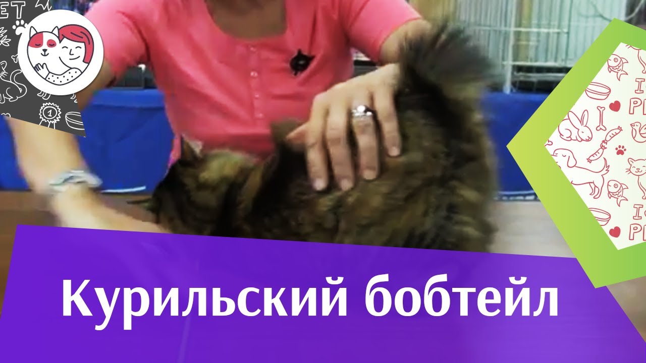 Курильский бобтейл на ilikepet