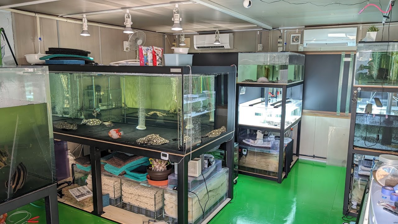 【水槽部屋】水がキレキレに管理された巨大カンテツ水槽が並ぶ水槽部屋に潜入！ダイヤモンドポルカの繁殖を楽しまれておられました！