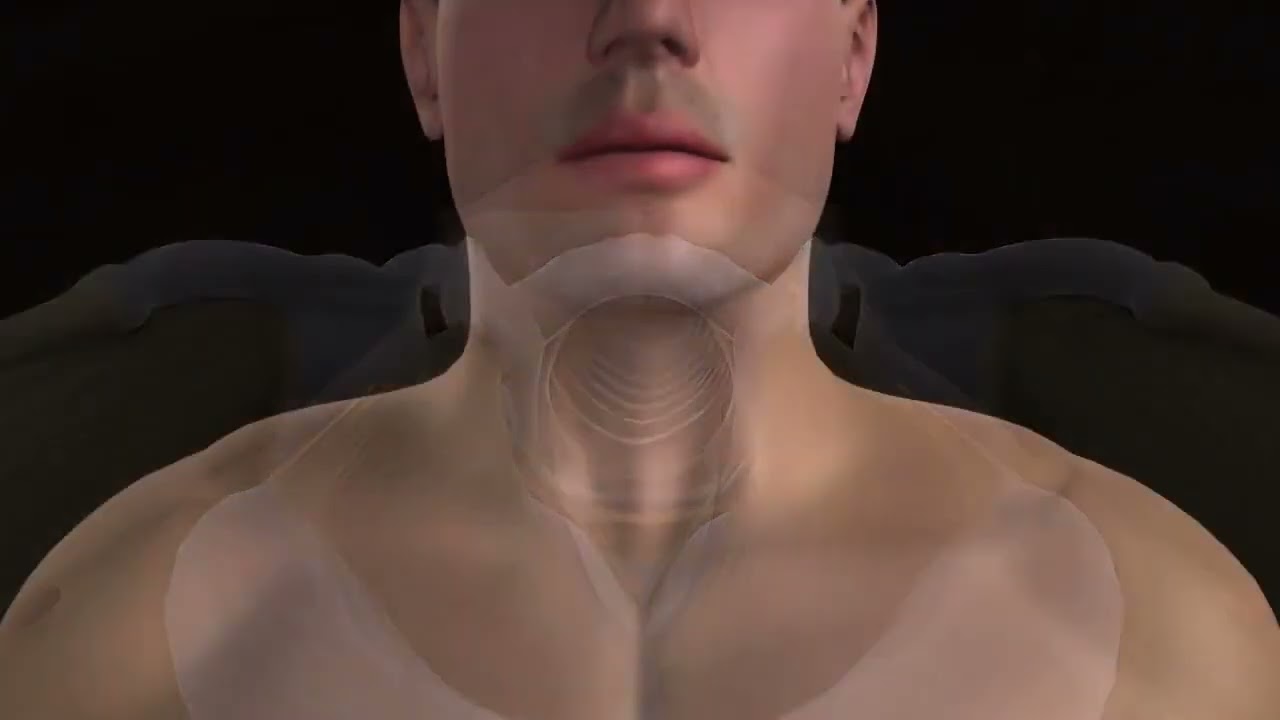 Anatomia da Laringe - Fonoaudiologia