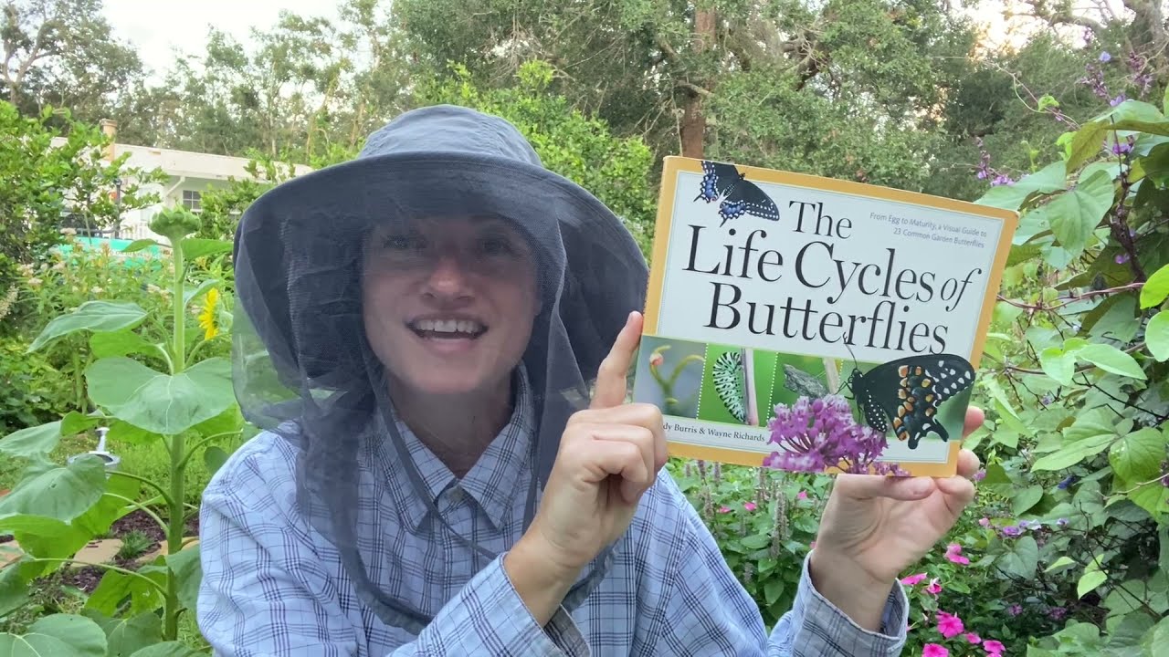 How to Raise Eastern Black Swallowtail Butterflies in a Gulf Coast Garden Zone 9a