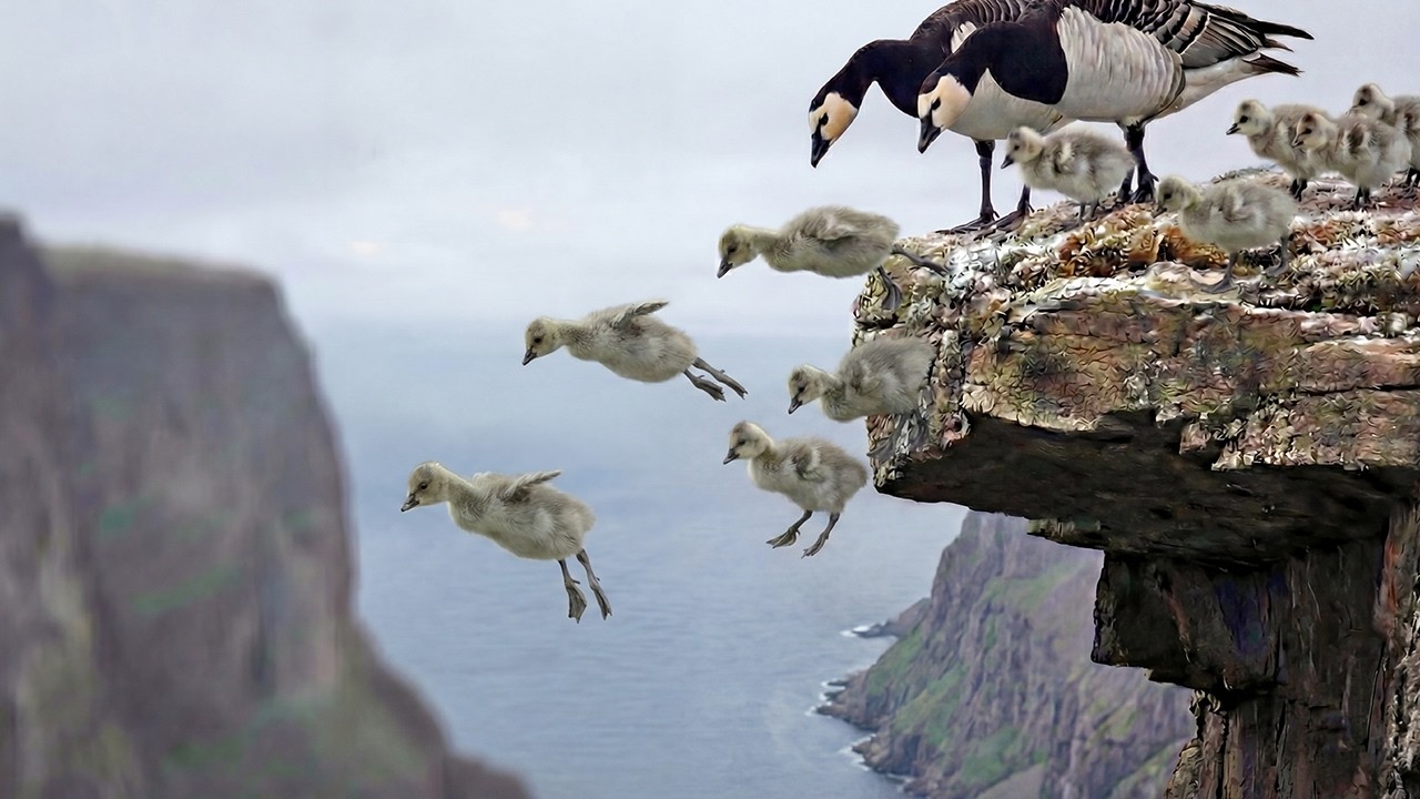 Barnacle Goose: 150 Days From Egg To Survivor