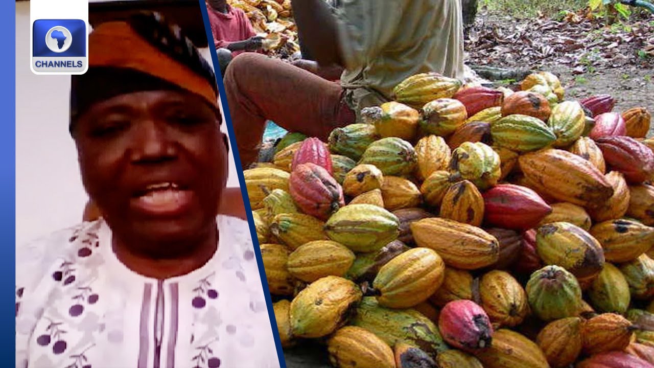 Cocoa Board Was Scrapped Because Of Corruption - Cocoa Association