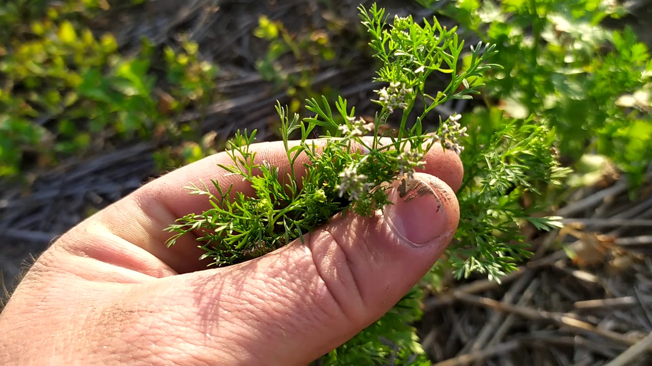 Кориандр, работа гезагарда.14.06.20.