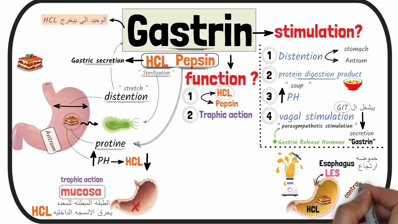 المحاضرة 2 من  كورس الفيسيولوجي   Physiology G.I.T Lecture (2 ) { G.I.T Hormones }
