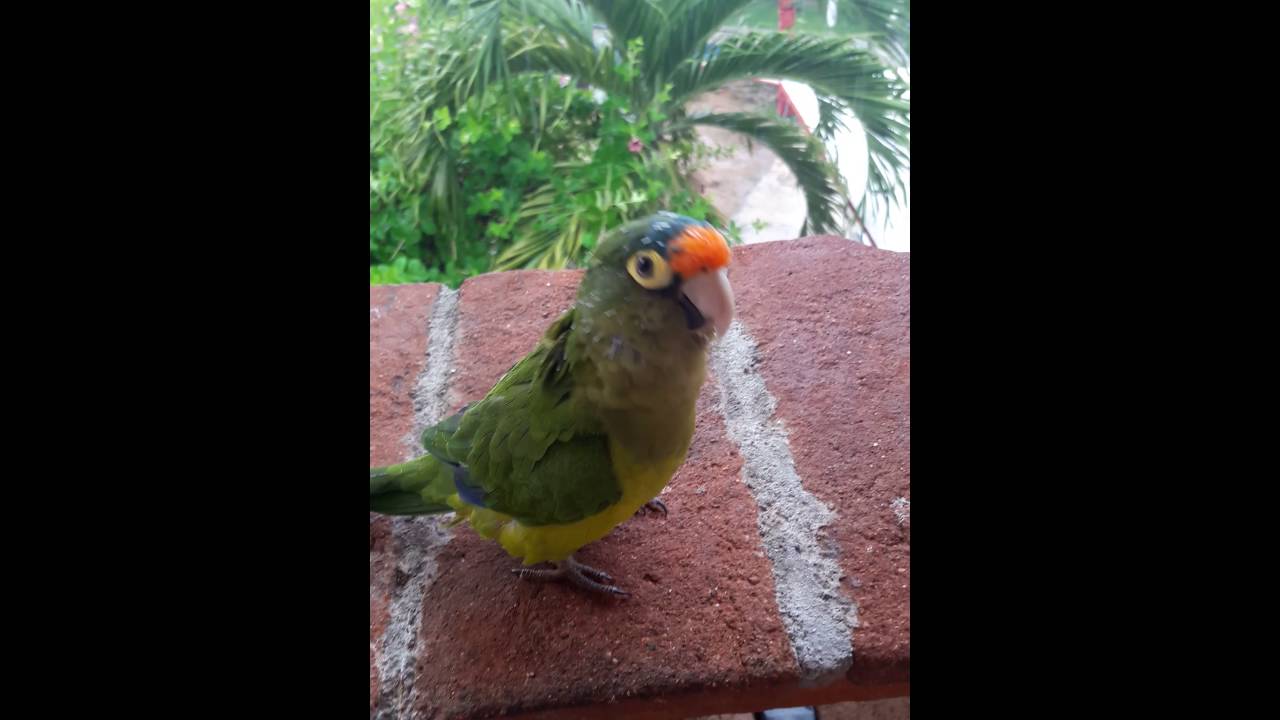 Lorito toca la marcha❤