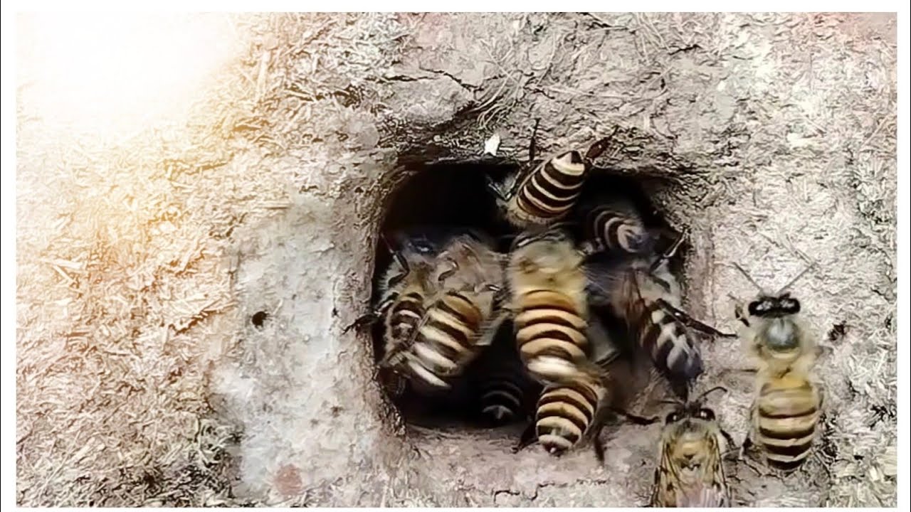 Bees Arrives🐝 
