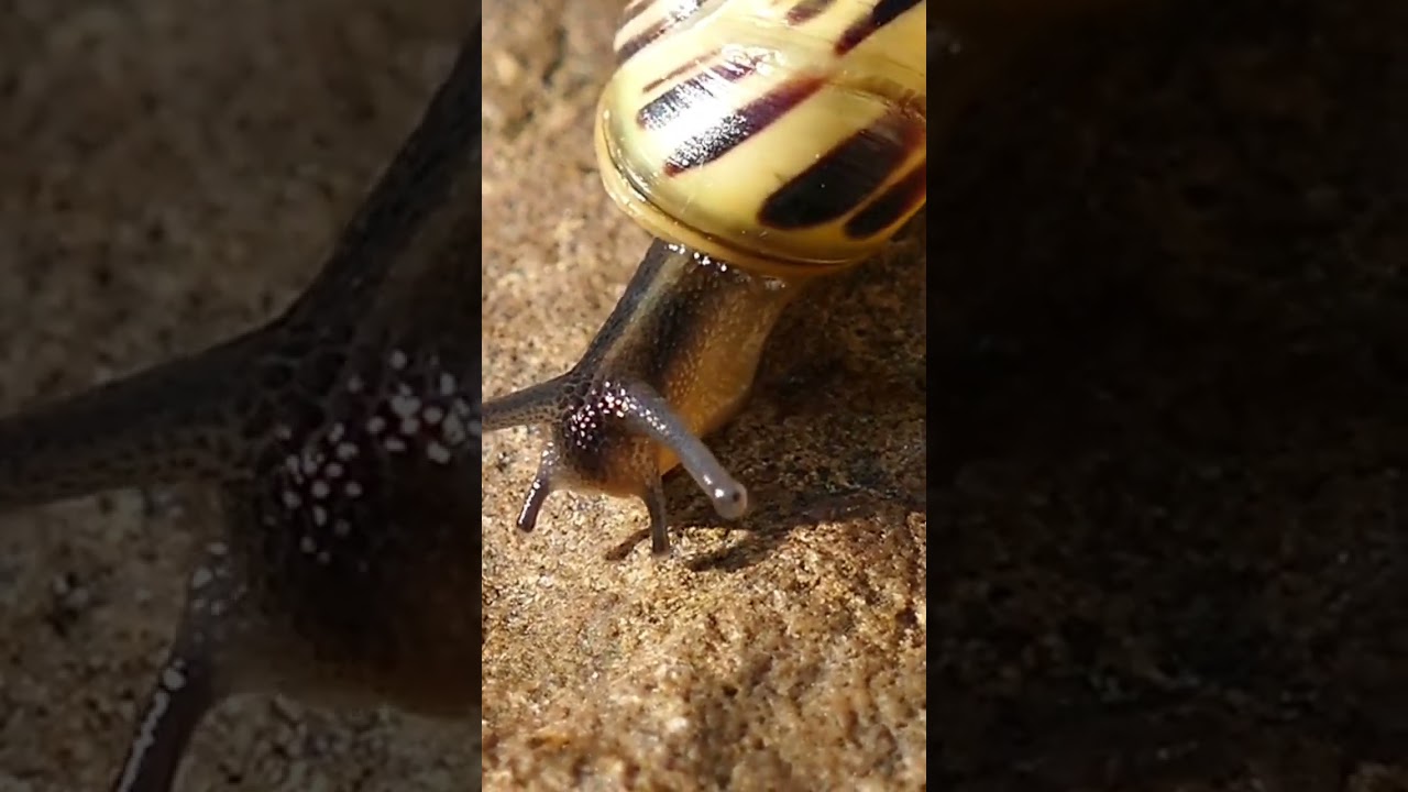 ghongha molask prakrti || Snail mollusc nature || घोंघा मोलस्क प्रकृति 