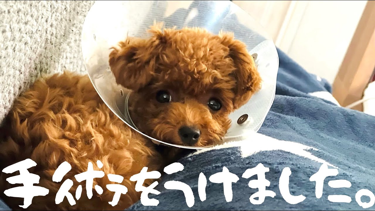 【前編】壮絶！生後6ヶ月トイプーの避妊手術全容公開。